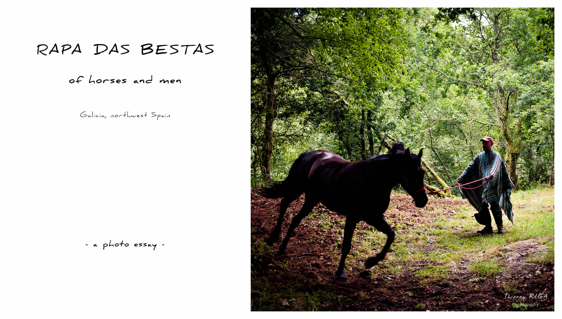rapa das bestas, heating up at early morning, Sabucedo, Spain