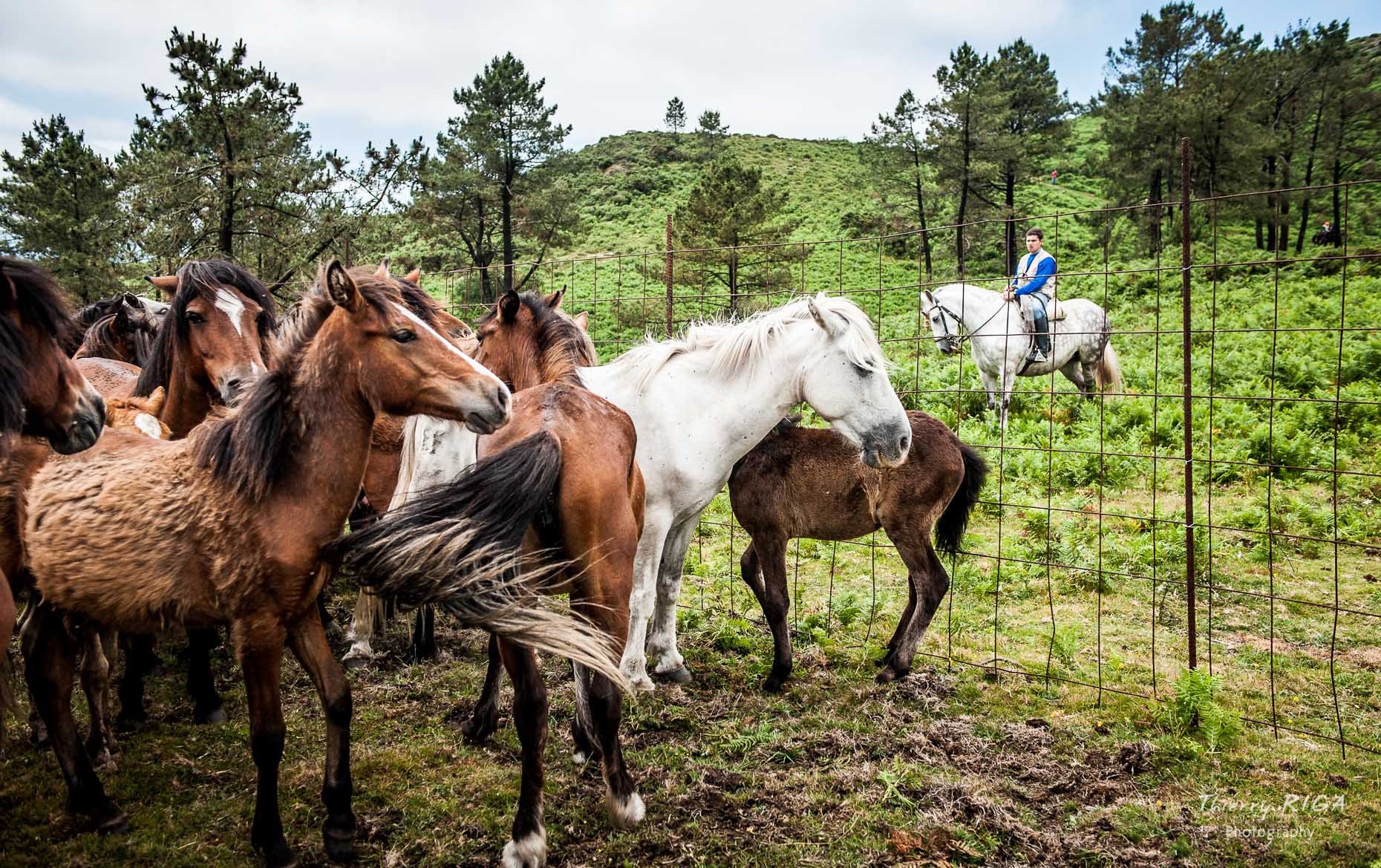 horses, Rapa das Bestas, Sabucedo, Spain