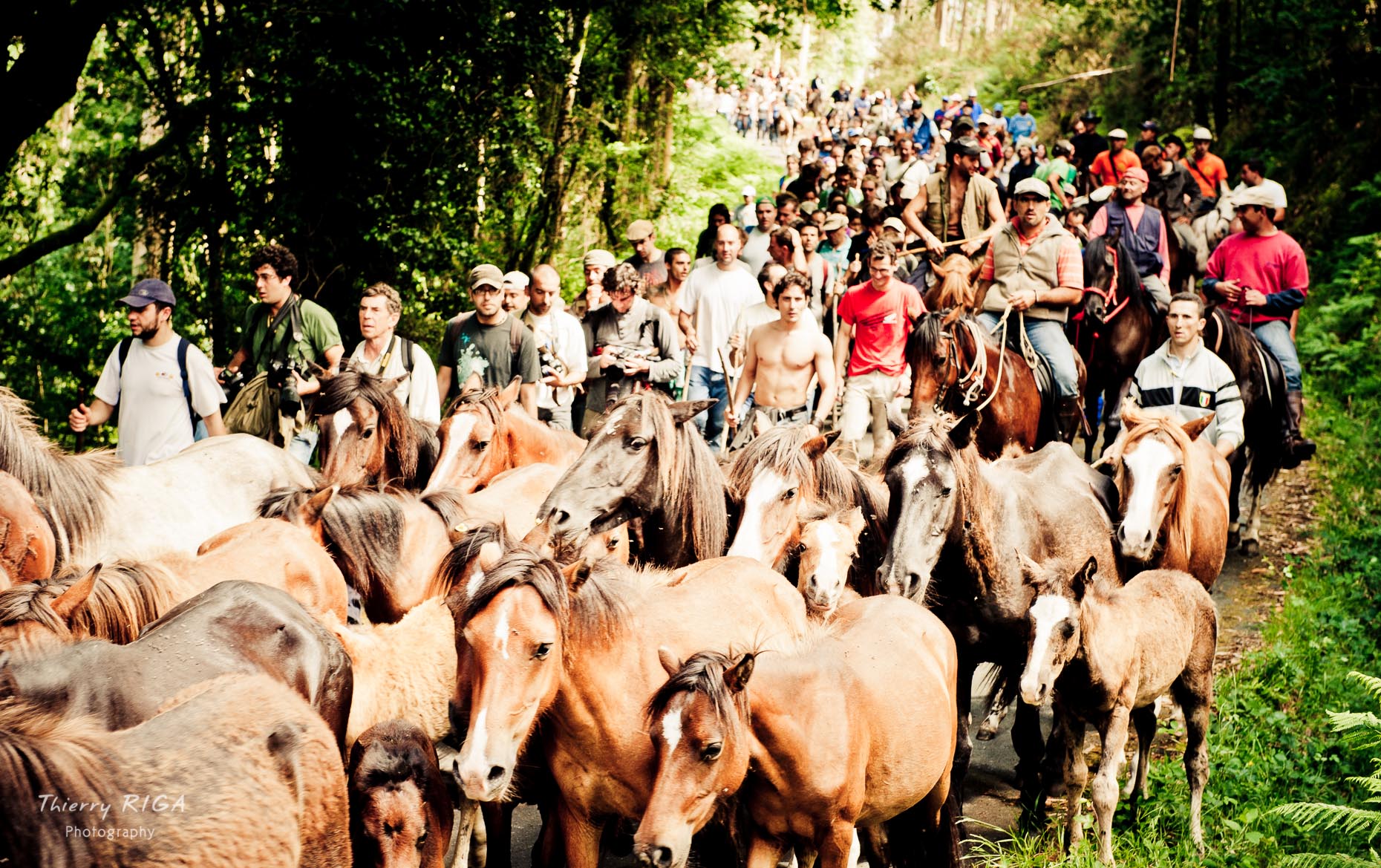 herding horses to the village, Rapa das Bestas, Sabucedo, Spain