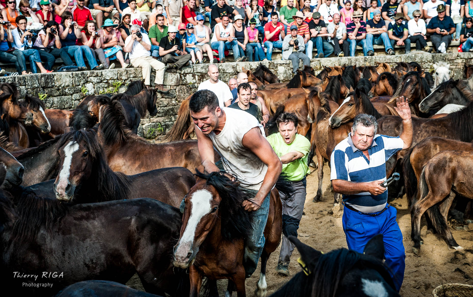 catching the horses, Rapa das Bestas, Sabucedo, Spain