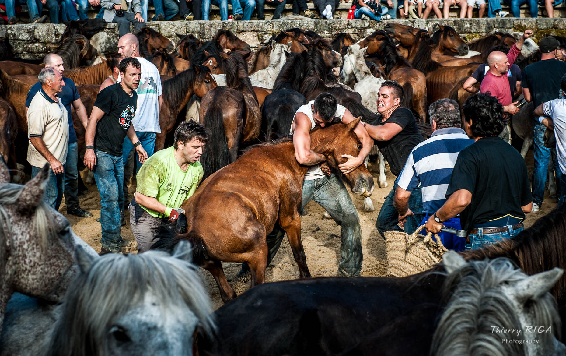 men fighting horse to the ground, Rapa das Bestas, Sabucedo, Spain