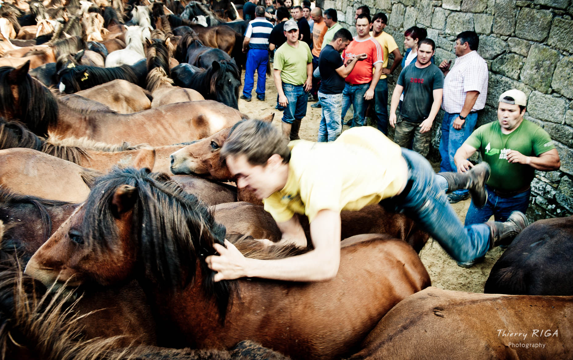 jumping onto the wild horses, Rapa das Bestas, Sabucedo, Spain