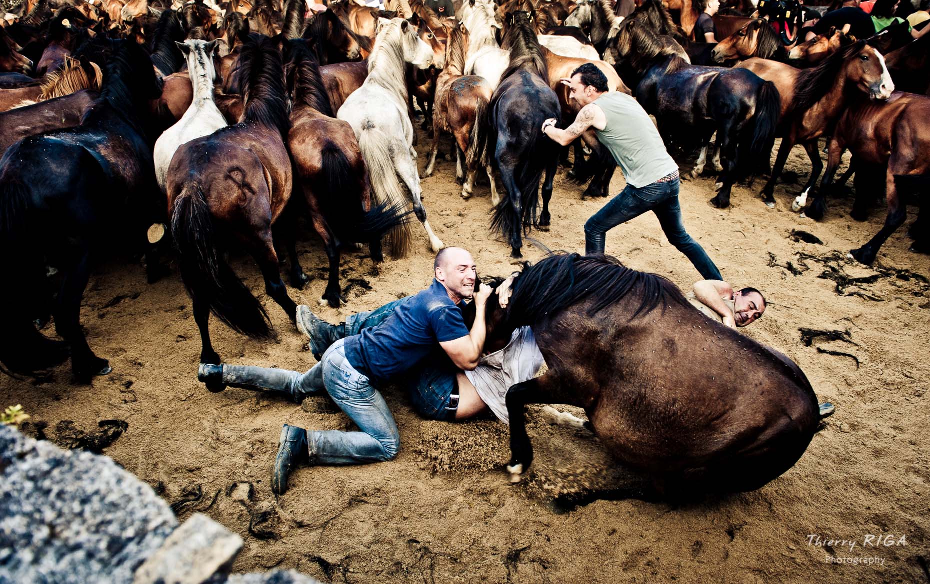 men wrestling a horse to the ground, Rapa das Bestas, Sabucedo, Spain
