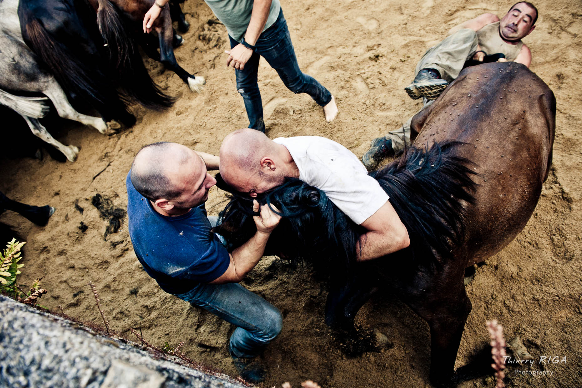 bringing the horse to the ground, Rapa das Bestas, Sabucedo, Spain