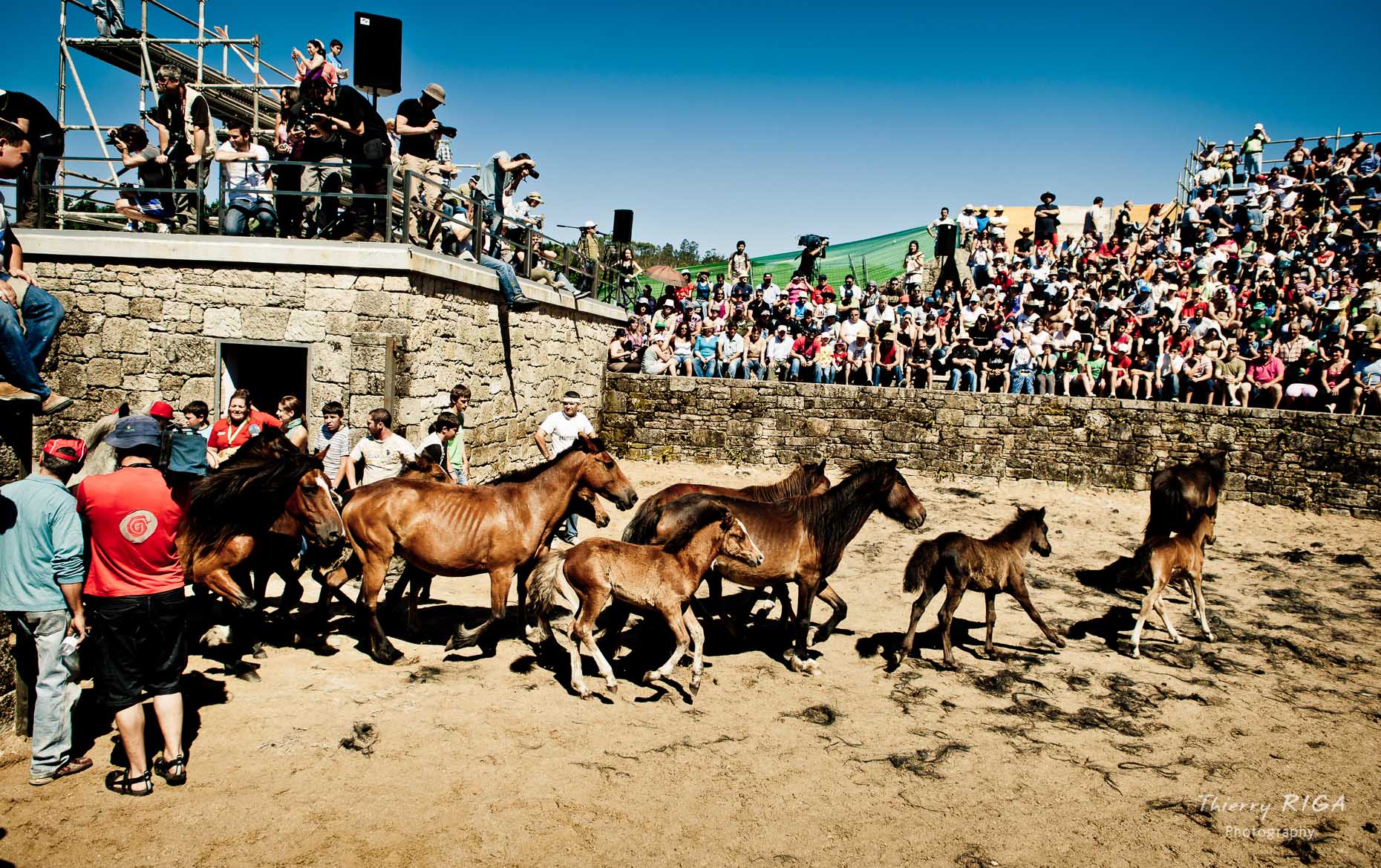 horses getting into the Ruedo, Rapa das Bestas, Sabucedo, Spain