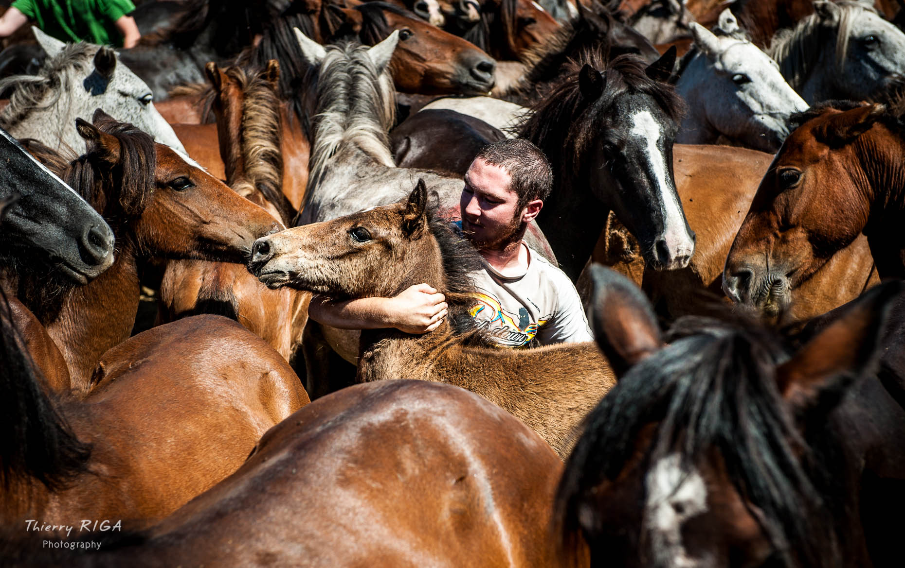 man rescuing a foal in the ruedo, Rapa das Bestas, Sabucedo, Spain