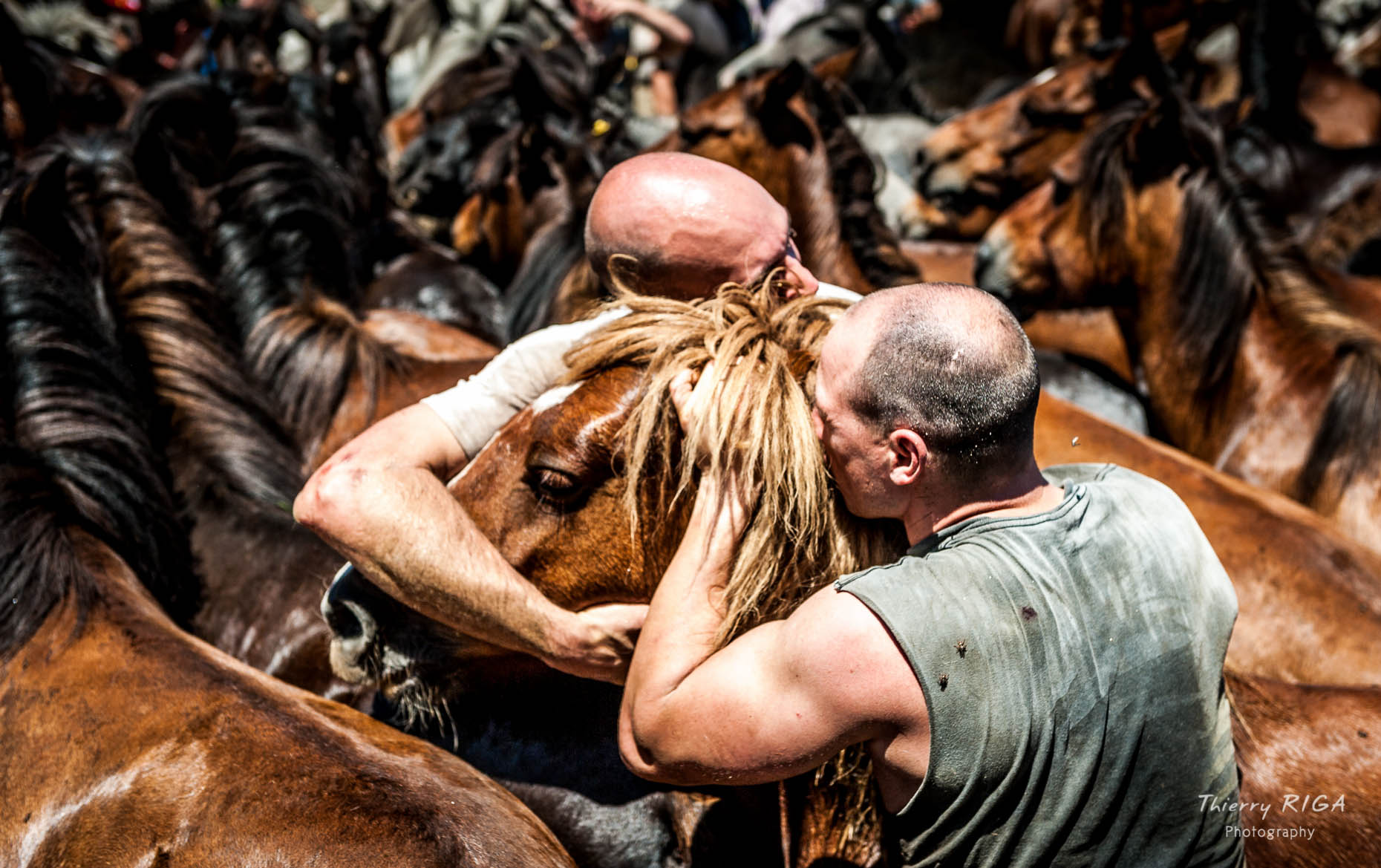 men and foal, tough and tender, Rapa das Bestas, Sabucedo, Spain