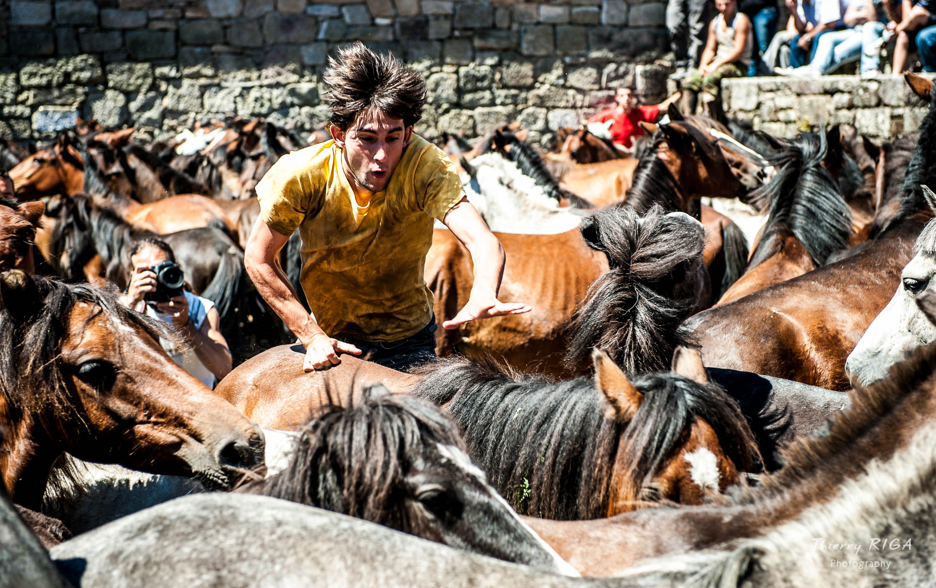 man hopping into the horses, Rapa das Bestas, Sabucedo, Spain