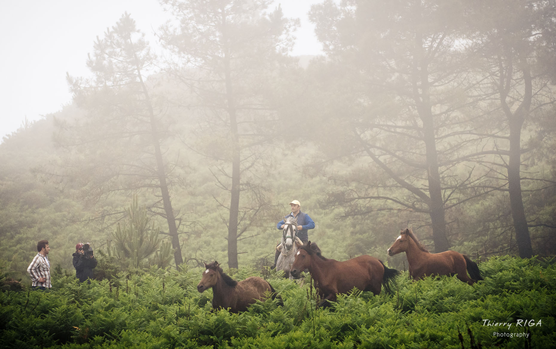 herding down the horses from the hills, Rapa das Bestas, Sabucedo, Spain