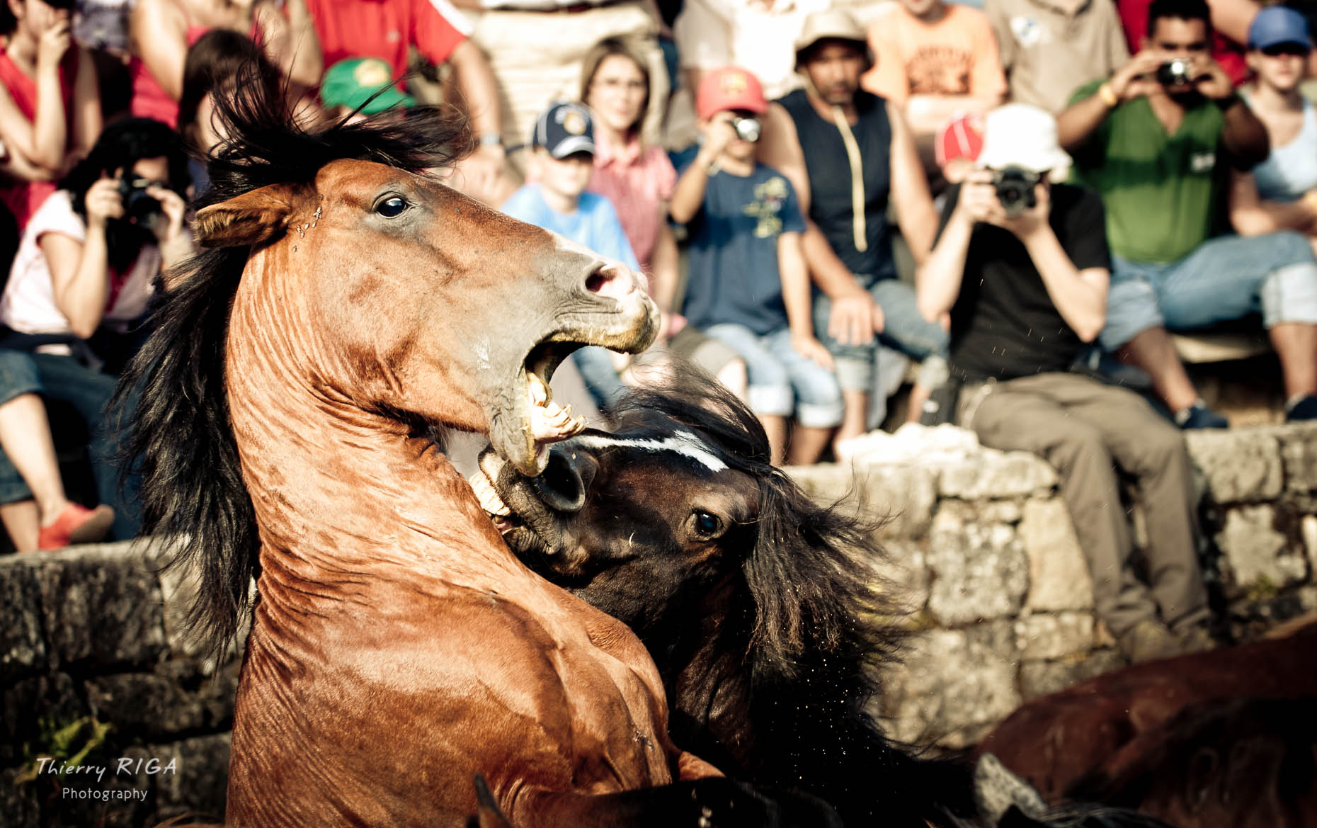 horses wrestling, Rapa das Bestas, Sabucedo, Spain