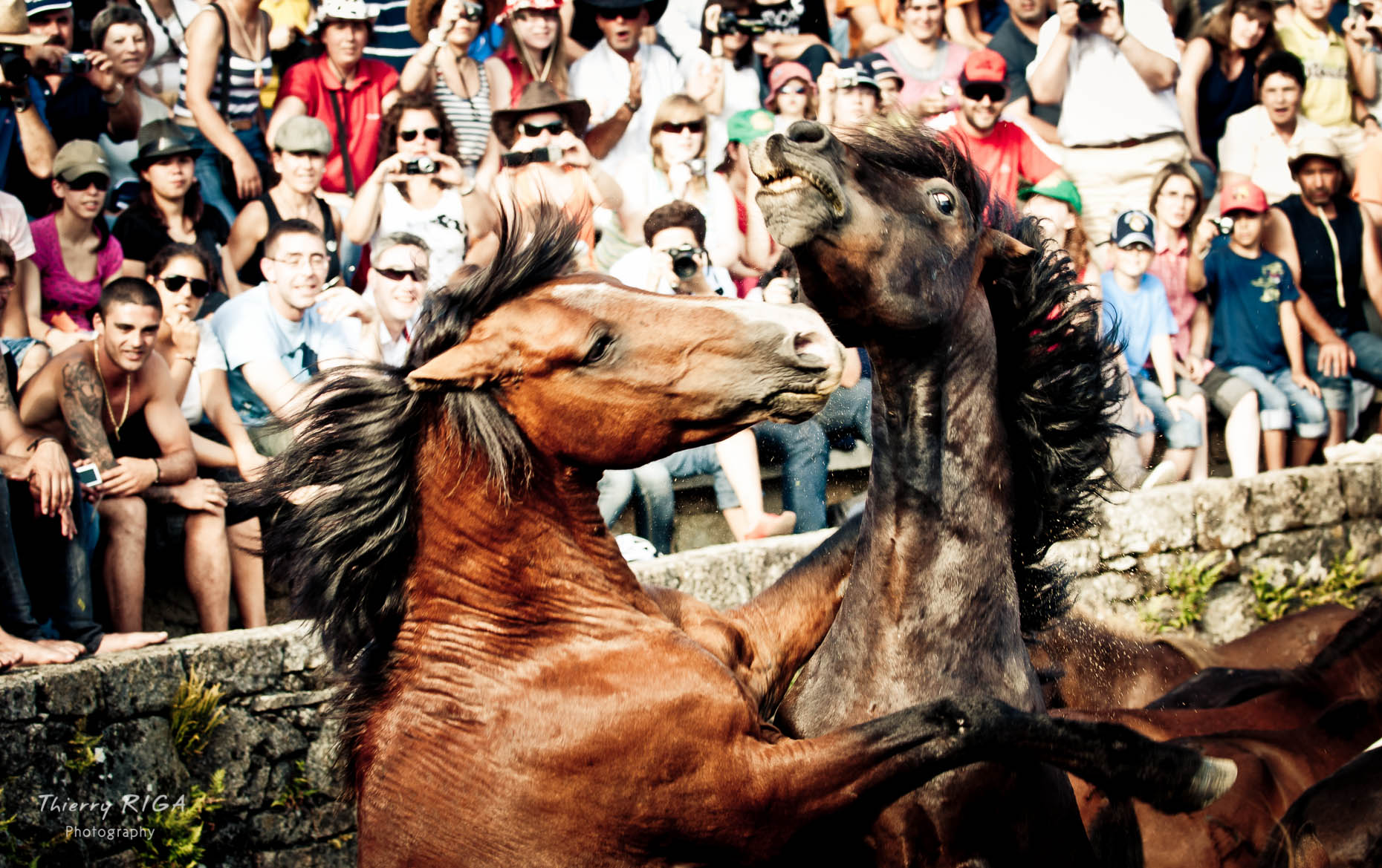 two wrestling horses, Rapa das Bestas, Sabucedo, Spain