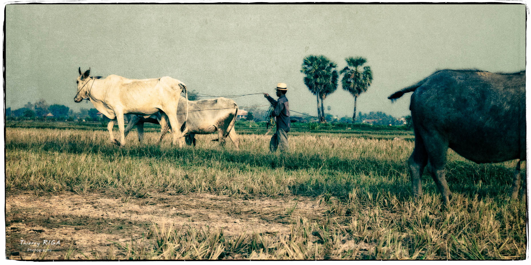 cows working in a dry paddy field, Cambodia, Thierry Riga, Angkor Photography